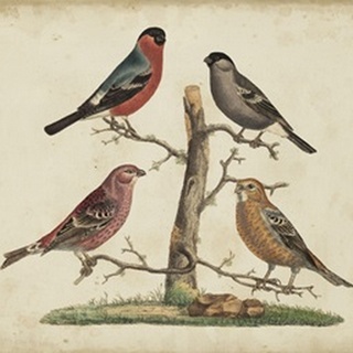 Bull Finches