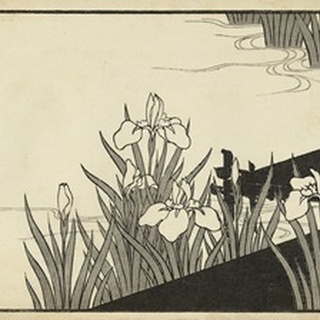 Japanese Irises A