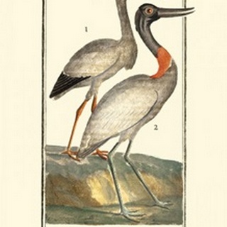 Buffon Cranes and Herons I