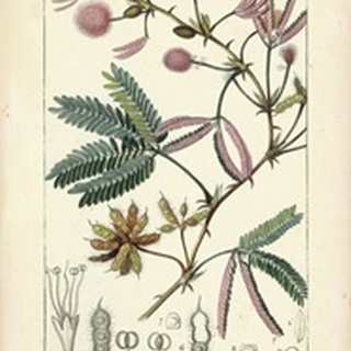 Botanique Study in Pink IV