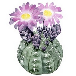 Cactus Bloom IV
