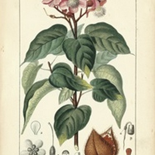 Botanique Study in Pink I