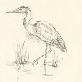 Waterbird Sketchbook Study II