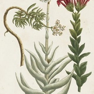Botanical Varieties I