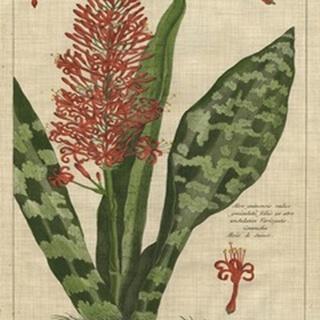 Botanical Study on Linen I