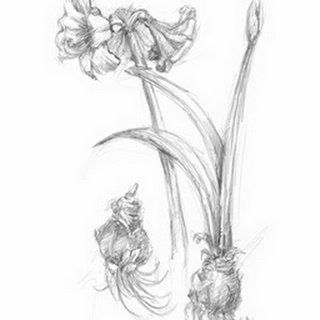 Botanical Sketch IV