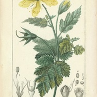 Botanique Study in Yellow IV