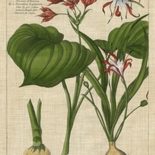 Botanical Study on Linen V