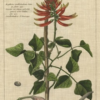 Botanical Study on Linen IV