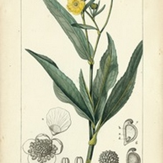 Botanique Study in Yellow III