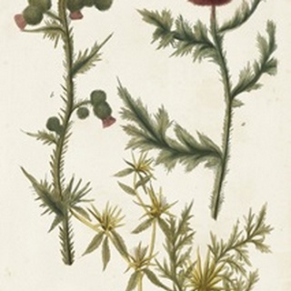 Botanical Varieties II
