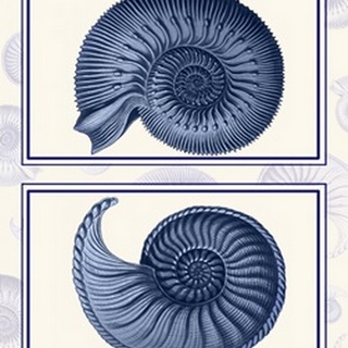 Nautilus Shells Indigo Blue