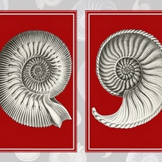 Nautilus Shells On Red