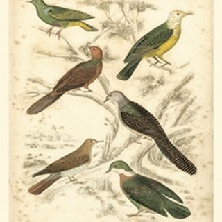 Small Avian Habitat II