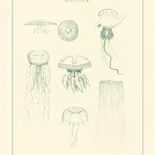 Sea Nettles II