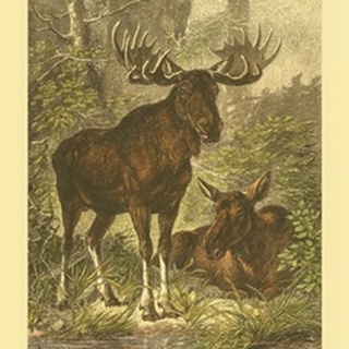 Small Moose