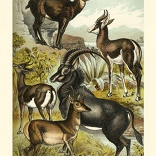 Johnson's Antelope