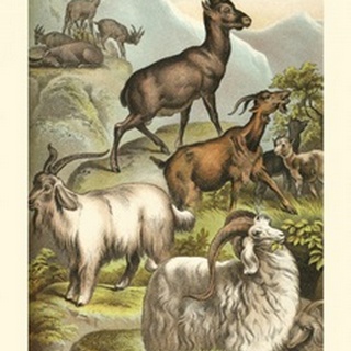 Johnson's Goats