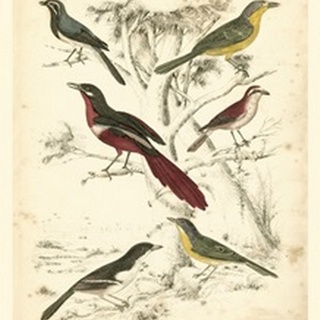 Small Avian Habitat IV