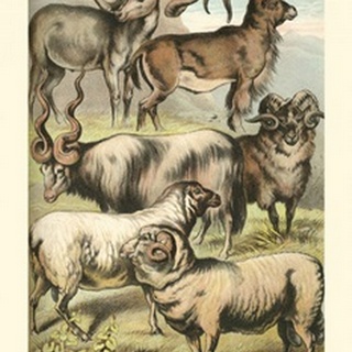 Johnson's Sheep