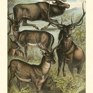 Johnson's Deer & Elk