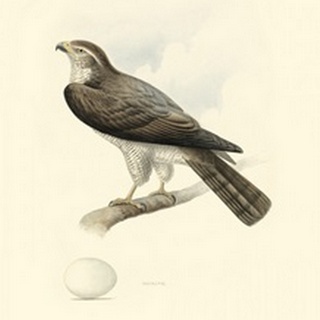 Meyer's Hawk I