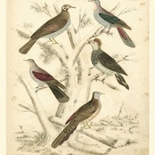 Small Avian Habitat I