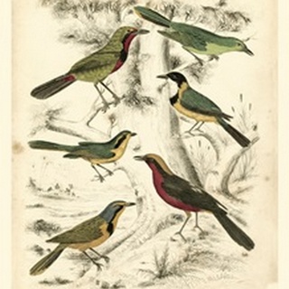 Small Avian Habitat III