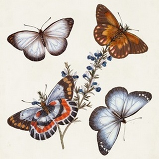Butterflies and Moths III