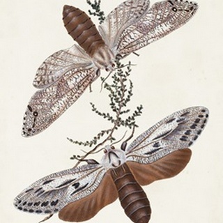 Butterflies and Moths V