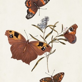 Butterflies and Moths VI