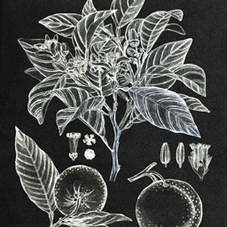 Citrus Botanical Study II