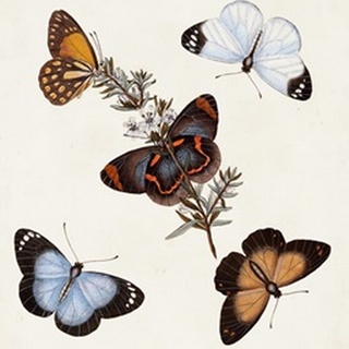 Butterflies and Moths IV