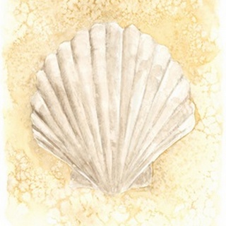 Salty Seashell II