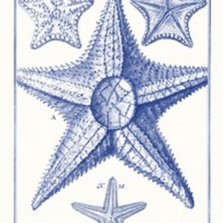 Blue Sea Stars VI