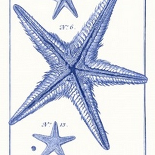 Blue Sea Stars III