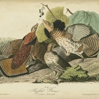 Audubon Ruffed Grouse