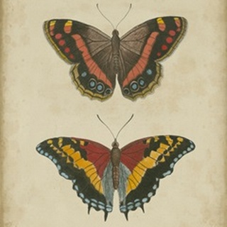 Antique Butterfly Pair IV