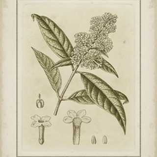 Small Tinted Botanical II