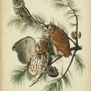 Audubon Screech Owl
