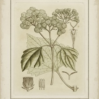Small Tinted Botanical IV