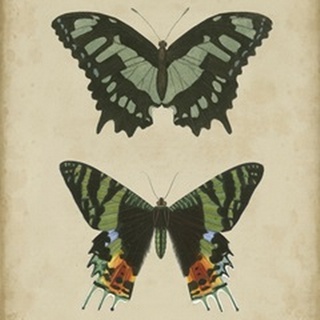 Antique Butterfly Pair II