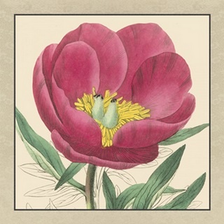 Small Peony Collection I