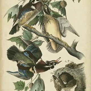 Audubon Wood Duck