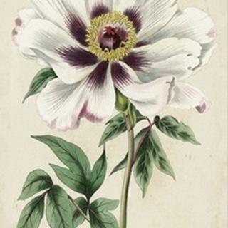 Imperial Floral II