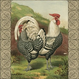 Cassell's Roosters with Border III