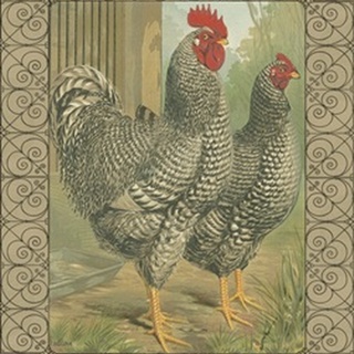Cassell's Roosters with Border II
