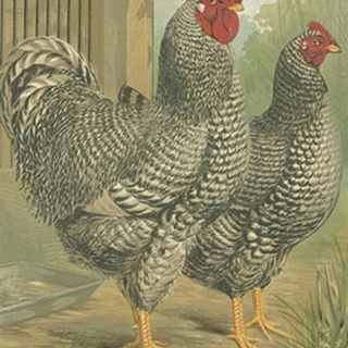 Cassell's Roosters II