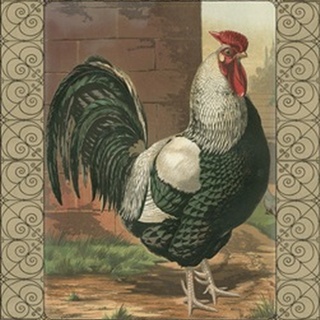 Cassell's Roosters with Border IV