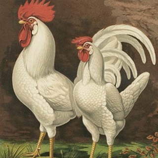 Cassell's Roosters VI